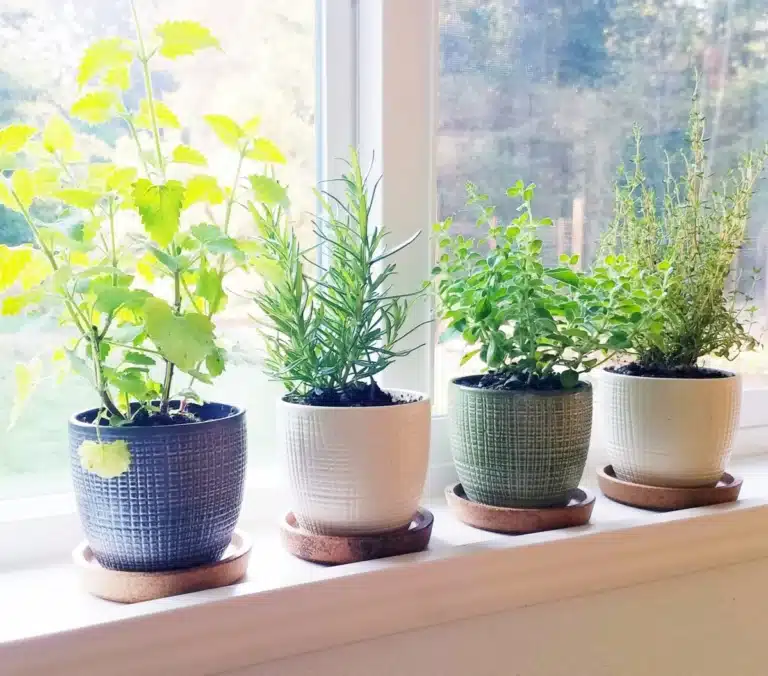 Green Thumb on the Countertop: 10 Herbs to Grow in Your Kitchen
