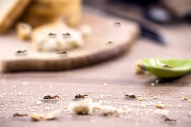 How to Get Rid of Ants in The Kitchen Without Using Chemical