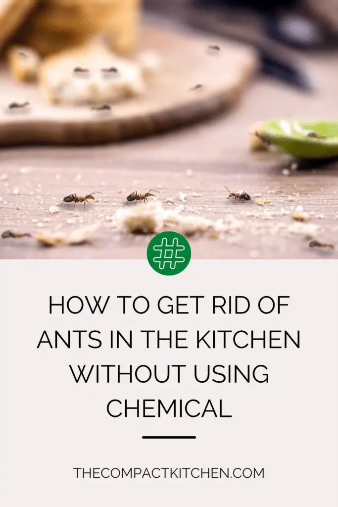 How to Get Rid of Ants in The Kitchen Without Using Chemical
