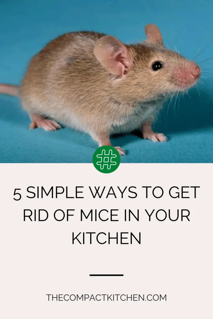 5 Simple Ways to Get Rid of Mice in Your Kitchen
