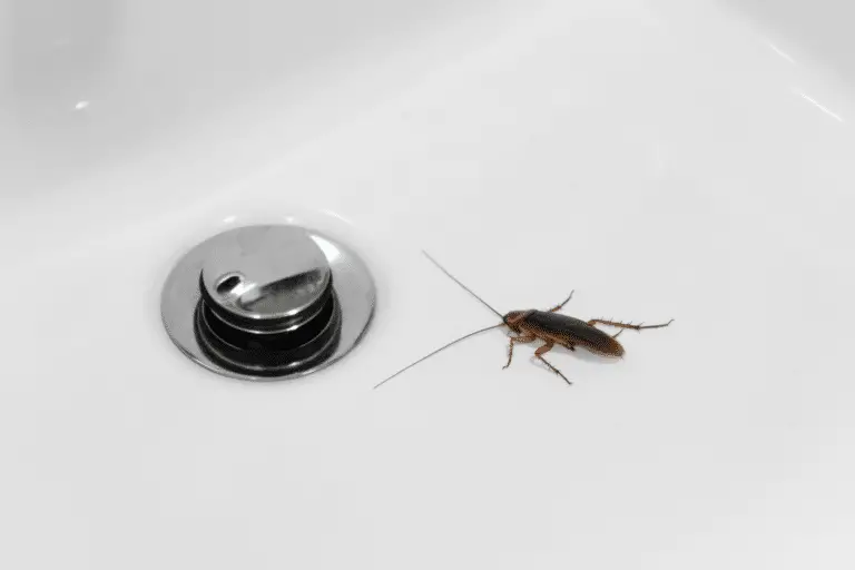 Bug Off: Natural Remedies for a Bug-Free Kitchen Sink